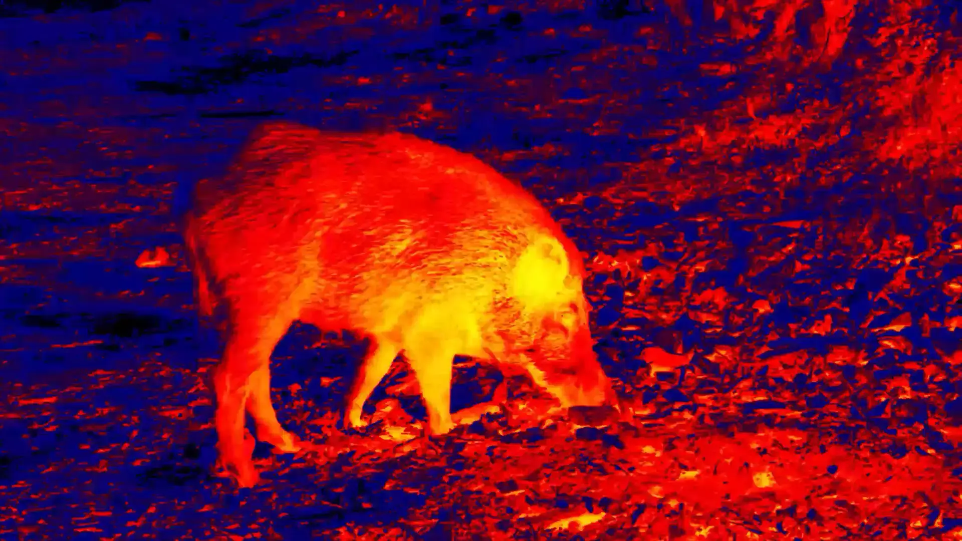 Wildschwein Wärmebild